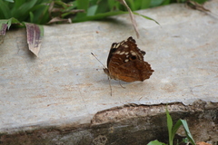 Junonia erigone