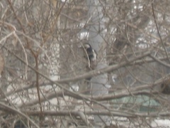 Dendrocopos syriacus