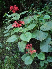 Clerodendrum speciosissimum