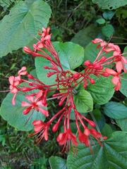 Clerodendrum speciosissimum