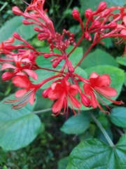 Clerodendrum speciosissimum