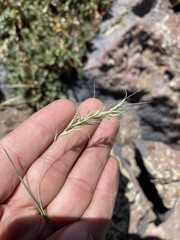 Elymus scribneri
