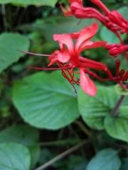 Clerodendrum speciosissimum