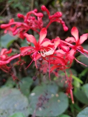 Clerodendrum speciosissimum