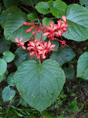 Clerodendrum speciosissimum