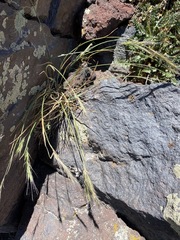 Elymus scribneri