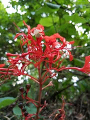 Clerodendrum speciosissimum