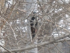 Dendrocopos syriacus