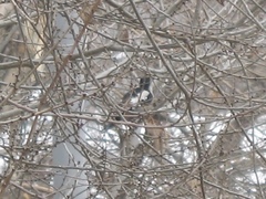 Dendrocopos syriacus