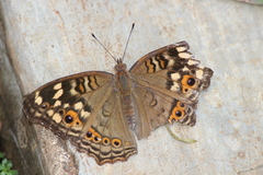 Junonia erigone