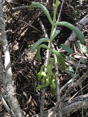 Cotyledon orbiculata orbiculata