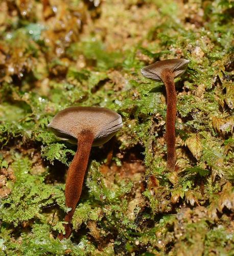 Coltricia australica image