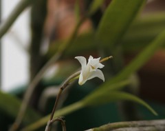 Dendrobium angulatum