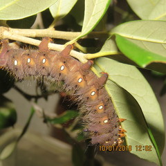 Eacles imperialis decoris