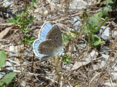 Polyommatus dorylas