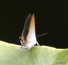 Hypolycaena thecloides