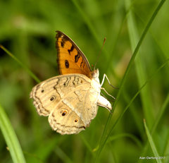 Junonia almana javana