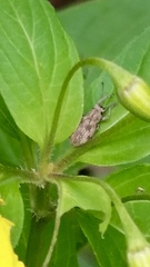 Calomycterus setarius