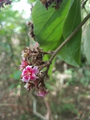 Melochia villosissima
