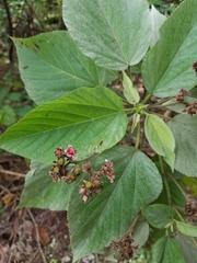 Melochia villosissima
