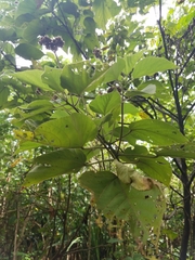 Melochia villosissima