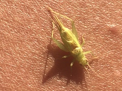 Cyrtoxipha columbiana