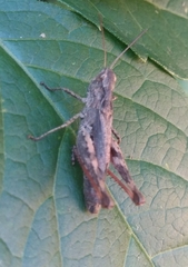 Chorthippus macrocerus