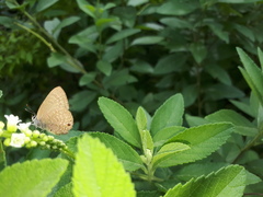 Anthene emolus goberus