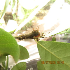 Eacles imperialis decoris