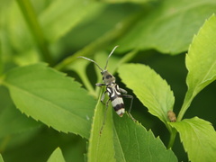 Chlorophorus macaumensis