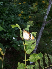 Danaus chrysippus chrysippus
