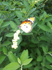 Danaus chrysippus chrysippus