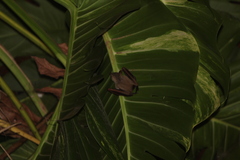 Cynopterus