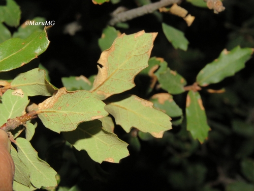 Quercus potosina