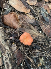 Cantharellus coccolobae