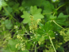Alchemilla glabra