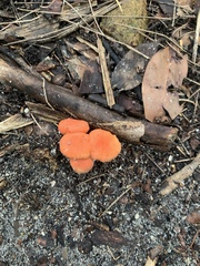 Cantharellus coccolobae