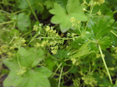 Alchemilla glabra