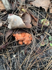 Cantharellus coccolobae