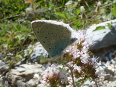 Polyommatus daphnis