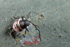 Alcimocoris coronatus