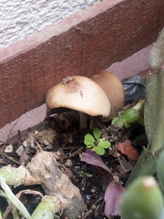 Coprinellus micaceus