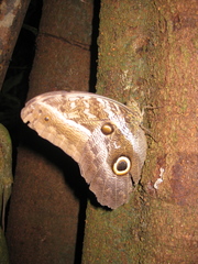 Caligo euphorbus