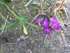 Astragalus bodinii