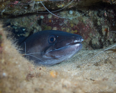 Conger marginatus