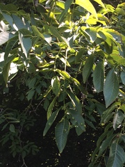 Juglans × intermedia