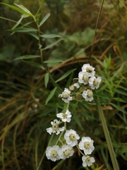 Achillea salicifolia