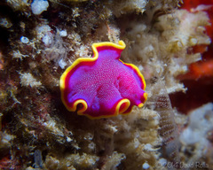 Pseudoceros ferrugineus