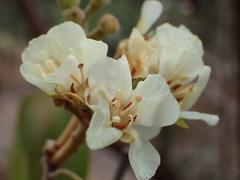 Eriolaena linearifolia image