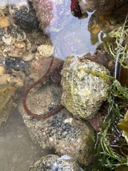 Nerophis lumbriciformis